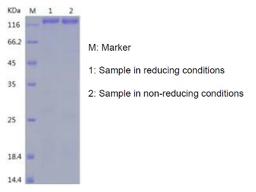 Recombinant Cynomolgus CD163 (C-His)